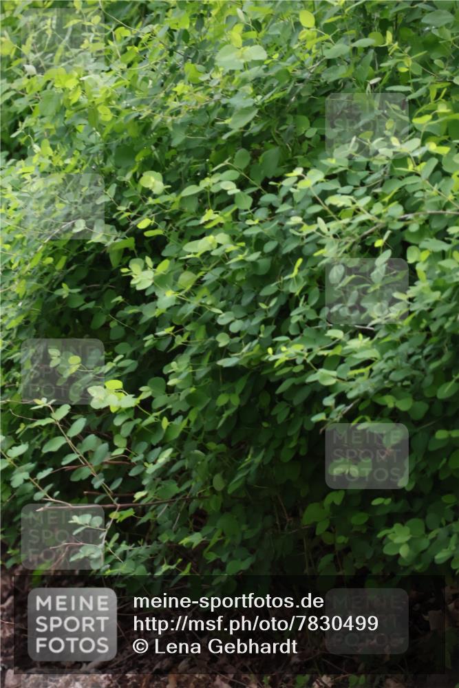04.05.2025 - 8. Wedeler Halbmarathon Lena Gebhardt http://msf.ph/oto/7830499 04.05.2025 11:14:24 Laufen  meine-sportfotos.de
