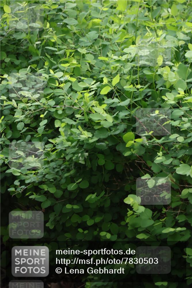 04.05.2025 - 8. Wedeler Halbmarathon Lena Gebhardt http://msf.ph/oto/7830503 04.05.2025 11:14:25 Laufen  meine-sportfotos.de