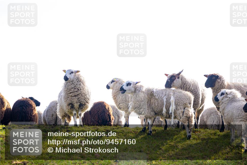 12.04.2026 - 45. Internationalen Wilhelmsburger Insellauf Michael Strokosch http://msf.ph/oto/9457160 12.04.2026 09:23:49 Laufen  meine-sportfotos.de