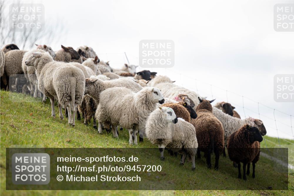 12.04.2026 - 45. Internationalen Wilhelmsburger Insellauf Michael Strokosch http://msf.ph/oto/9457200 12.04.2026 09:27:42 Laufen  meine-sportfotos.de