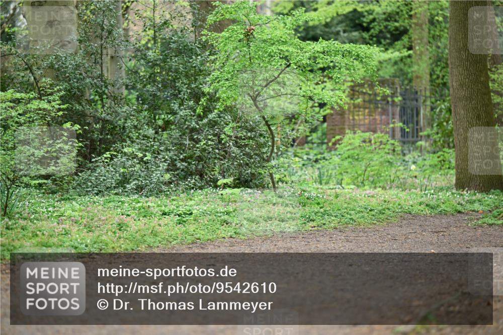 19.04.2026 - Hammer Lauf Dr. Thomas Lammeyer http://msf.ph/oto/9542610 19.04.2026 10:54:25 Laufen  meine-sportfotos.de