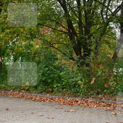 11.10.2026 - Bramfelder Halbmarathon 2026 J. Mangold http://msf.ph/oto/10823192 11.10.2026 10:29:01 Laufen 761 meine-sportfotos.de