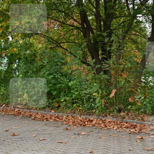 11.10.2026 - Bramfelder Halbmarathon 2026 J. Mangold http://msf.ph/oto/10823233 11.10.2026 10:30:37 Laufen 110, 270, 360, 801, 817 meine-sportfotos.de