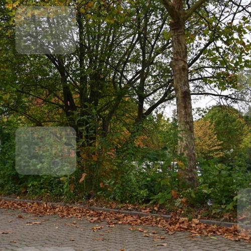 11.10.2026 - Bramfelder Halbmarathon 2026 J. Mangold http://msf.ph/oto/10827942 11.10.2026 10:45:38 Laufen 240, 260, 704, 814, 815 meine-sportfotos.de