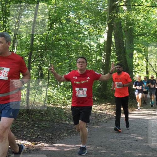 22.09.2024 - 32. Volkslauf durch das schöne Alstertal Miley Keyser http://msf.ph/oto/7135829 22.09.2024 10:44:48 Laufen 2536, 2056 meine-sportfotos.de