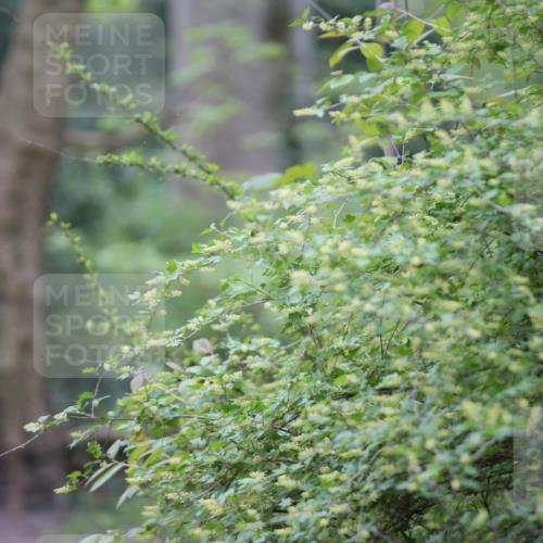 13.04.2025 - Hammer Lauf Jannik Wohlers http://msf.ph/oto/7650937 13.04.2025 10:02:49 Laufen  meine-sportfotos.de