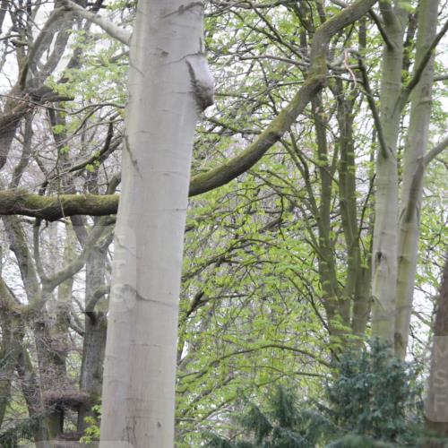 13.04.2025 - Hammer Lauf Jannik Wohlers http://msf.ph/oto/7650941 13.04.2025 10:02:45 Laufen  meine-sportfotos.de