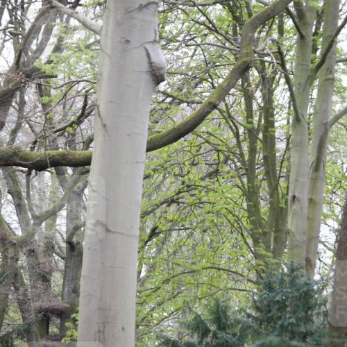 13.04.2025 - Hammer Lauf Jannik Wohlers http://msf.ph/oto/7650944 13.04.2025 10:02:45 Laufen  meine-sportfotos.de