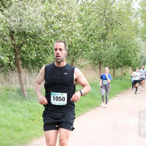 04.05.2025 - 8. Wedeler Halbmarathon Lena Gebhardt http://msf.ph/oto/7831728 04.05.2025 11:18:38 Laufen 1050, 151, 1100 meine-sportfotos.de