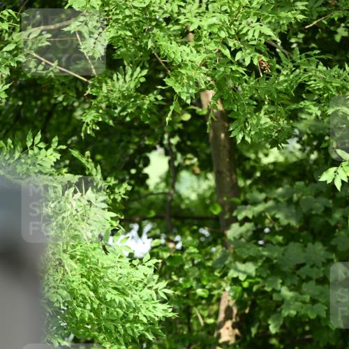 15.06.2025 - REWE Women's Run Dr. Thomas Lammeyer http://msf.ph/oto/7948479 15.06.2025 09:29:34 Laufen  meine-sportfotos.de