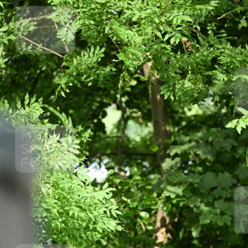 15.06.2025 - REWE Women's Run Dr. Thomas Lammeyer http://msf.ph/oto/7948482 15.06.2025 09:29:34 Laufen  meine-sportfotos.de