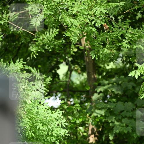 15.06.2025 - REWE Women's Run Dr. Thomas Lammeyer http://msf.ph/oto/7948488 15.06.2025 09:29:34 Laufen  meine-sportfotos.de