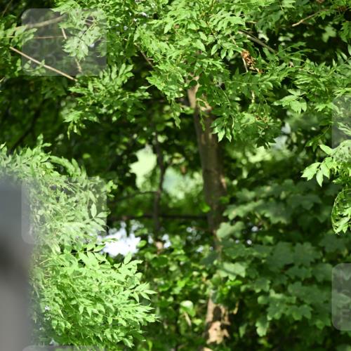 15.06.2025 - REWE Women's Run Dr. Thomas Lammeyer http://msf.ph/oto/7948491 15.06.2025 09:29:34 Laufen  meine-sportfotos.de