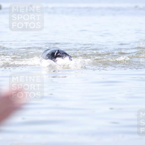 22.06.2025 - Viking Triathlon H.Heesch http://msf.ph/oto/8058243 22.06.2025 10:24:05 Schwimmen 609 meine-sportfotos.de