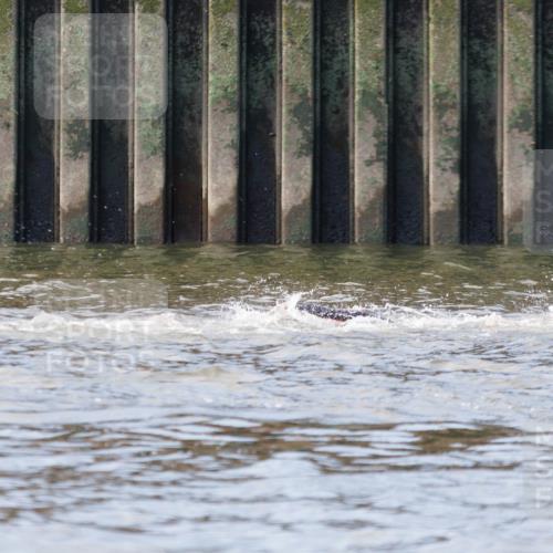 10.08.2025 - GEWOBA Citytriathlon Bremen H.Heesch http://msf.ph/oto/8544966 10.08.2025 10:04:35 Schwimmen  meine-sportfotos.de