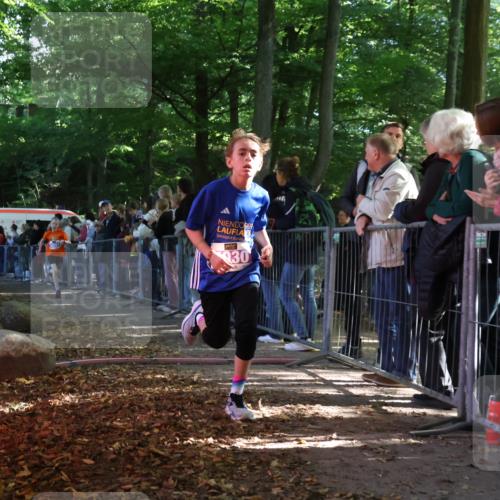 28.09.2025 - 33. Volkslauf durch das schöne Alstertal Strokosch-Dieckow http://msf.ph/oto/8959378 28.09.2025 10:45:29 Ziel 5002, 5030, 5044 meine-sportfotos.de