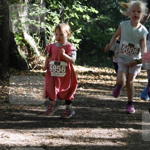 28.09.2025 - 33. Volkslauf durch das schöne Alstertal Strokosch-Dieckow http://msf.ph/oto/8967766 28.09.2025 10:42:23 Laufen 6956, 6006, 10, 6007 meine-sportfotos.de