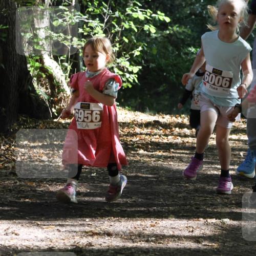 28.09.2025 - 33. Volkslauf durch das schöne Alstertal Strokosch-Dieckow http://msf.ph/oto/8967767 28.09.2025 10:42:23 Laufen 6956, 6, 6006, 10, 6007 meine-sportfotos.de