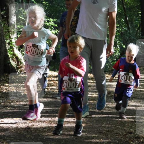 28.09.2025 - 33. Volkslauf durch das schöne Alstertal Strokosch-Dieckow http://msf.ph/oto/8967771 28.09.2025 10:42:24 Laufen 6006, 85, 6007, 6016, 6961, 696 meine-sportfotos.de