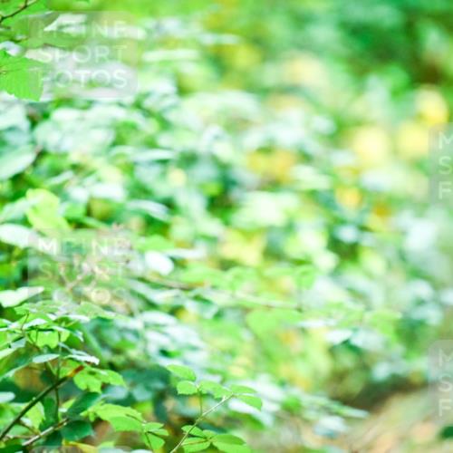 12.10.2025 - Bramfelder Halbmarathon 2025 Dr. Thomas Lammeyer http://msf.ph/oto/9350608 12.10.2025 10:34:53 Laufen  meine-sportfotos.de