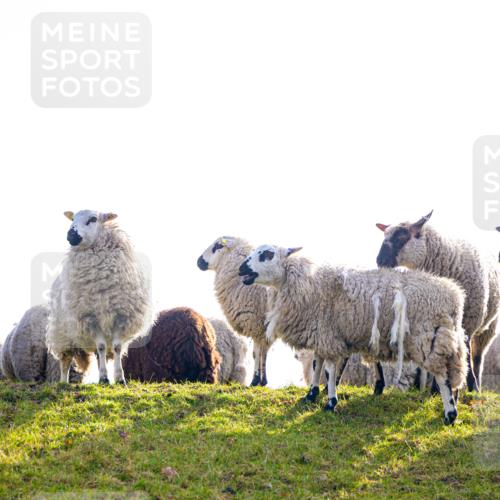 12.04.2026 - 45. Internationalen Wilhelmsburger Insellauf Michael Strokosch http://msf.ph/oto/9457160 12.04.2026 09:23:49 Laufen  meine-sportfotos.de